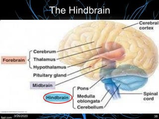 The Hindbrain
3/26/2020 38
 