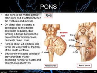 PONS
• The pons is the middle part of
brainstem and situated between
the midbrain and medulla.
• On either side, the pons is
continuous as the middle
cerebellar peduncle, thus
forming a bridge between the
two cerebellar hemispheres,
hence its name ,pons.
• Pons is about 2.5 cm long and
forms the upper half of the floor
of the fourth ventricle.
• Structurally the pons consist of
grey and white matter
consisting number of nuclei and
fibre tracts respectively.
3/26/2020 39
 