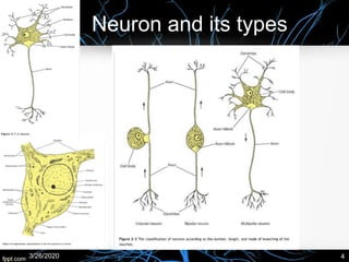 Neuron and its types
3/26/2020 4
 