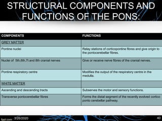 STRUCTURAL COMPONENTS AND
FUNCTIONS OF THE PONS:
COMPONENTS FUNCTIONS
GREY MATTER
Pontine nuclei Relay stations of corticopontine fibres and give origin to
the pontocerebellar fibres.
Nuclei of 5th,6th,7t and 8th cranial nerves Give or receive nerve fibres of the cranial nerves.
Pontine respiratory centre Modifies the output of the respiratory centre in the
medulla.
WHITE MATTER
Ascending and descending tracts Subserves the motor and sensory functions.
Transverse pontocerebellar fibres Forms the distal segment of the recently evolved cortico
ponto cerebellar pathway.
3/26/2020 40
 