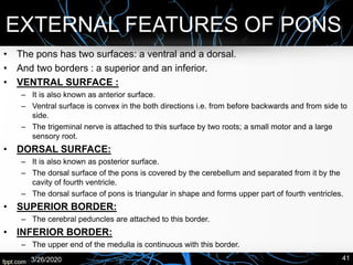 EXTERNAL FEATURES OF PONS:
• The pons has two surfaces: a ventral and a dorsal.
• And two borders : a superior and an inferior.
• VENTRAL SURFACE :
– It is also known as anterior surface.
– Ventral surface is convex in the both directions i.e. from before backwards and from side to
side.
– The trigeminal nerve is attached to this surface by two roots; a small motor and a large
sensory root.
• DORSAL SURFACE:
– It is also known as posterior surface.
– The dorsal surface of the pons is covered by the cerebellum and separated from it by the
cavity of fourth ventricle.
– The dorsal surface of pons is triangular in shape and forms upper part of fourth ventricles.
• SUPERIOR BORDER:
– The cerebral peduncles are attached to this border.
• INFERIOR BORDER:
– The upper end of the medulla is continuous with this border.
3/26/2020 41
 