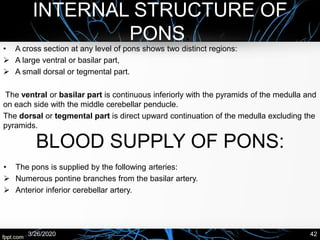 INTERNAL STRUCTURE OF
PONS:
• A cross section at any level of pons shows two distinct regions:
➢ A large ventral or basilar part,
➢ A small dorsal or tegmental part.
The ventral or basilar part is continuous inferiorly with the pyramids of the medulla and
on each side with the middle cerebellar penducle.
The dorsal or tegmental part is direct upward continuation of the medulla excluding the
pyramids.
3/26/2020 42
BLOOD SUPPLY OF PONS:
• The pons is supplied by the following arteries:
➢ Numerous pontine branches from the basilar artery.
➢ Anterior inferior cerebellar artery.
 