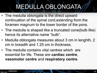 MEDULLA OBLONGATA
• The medulla oblongata is the direct upward
continuation of the spinal cord,extending from the
foramen magnum to the lower border of the pons.
• The medulla is shaped like a truncated cone(bulb like)
hence its alternative name “bulb”.
• Medulla oblongata measures about 3 cm in lenghth, 2
cm in breadth and 1.25 cm in thickness.
• The medulla contains vital centres which are
essential for life. These are cardiac centre,
vasomotor centre and respiratory centre.
3/26/2020 43
 