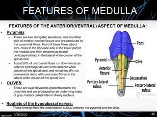 FEATURES OF MEDULLA
3/26/2020 46
FEATURES OF THE ANTERIOR(VENTRAL) ASPECT OF MEDULLA:
• Pyramids:
– These are two elongated elevations, one on either
side of anterior median fissure and are produced by
the pyramidal fibres. Most of these fibres about
75% cross to the opposite side in the lower part of
the medulla and then descend as lateral
corticospinal tract in the lateral white column of the
spinal cord.
– About 20% of uncrossed fibres run downwards as
anterior corticospinal tract in the anterior white
column of the spinal cord, and remaining 5% run
downwards along with uncrossed fibres in the
lateral white column of the spinal cord.
• OLIVES:
– These are oval elevations,posterolateral to the
pyramids and are produced by an underlying mass
of grey matters called inferior olivary nucleus.
• Rootlets of the hypoglossal nerves:
- These emerge from the anterolateral sulcus between the pyramid and the olive.
 