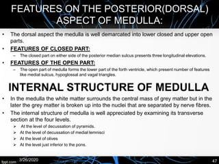 • The dorsal aspect the medulla is well demarcated into lower closed and upper open
parts.
• FEATURES OF CLOSED PART:
– The closed part on either side of the posterior median sulcus presents three longitudinal elevations.
• FEATURES OF THE OPEN PART:
– The open part of medulla forms the lower part of the forth ventricle, which present number of features
like medial sulcus, hypoglossal and vagal triangles.
3/26/2020 47
FEATURES ON THE POSTERIOR(DORSAL)
ASPECT OF MEDULLA:
INTERNAL STRUCTURE OF MEDULLA
• In the medulla the white matter surrounds the central mass of grey matter but in the
later the grey matter is broken up into the nuclei that are separated by nerve fibres.
• The internal structure of medulla is well appreciated by examining its transverse
section at the four levels.
➢ At the level of decussation of pyramids.
➢ At the level of decussation of medial lemnisci
➢ At the level of olives
➢ At the level just inferior to the pons.
 