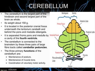 CEREBELLUM
• The cerebellum is the largest part of the
hindbrain and second largest part of the
brain as whole.
• Its weight about 150 g.
• It is located in the posterior cranial fossa
underneath the tentorium cerebelli and
behind the pons and medulla oblangata.
• It is separated froms pons and medulla by
a cavity of the fourth ventricle.
• The cerebellum is connected to the
brainstem by these three pairs of large
fibre tracts called cerebellar peduncles.
3/26/2020 49
• The three primary functions of the
cerebellum are:
➢ Maintenance of posture.
➢ Maintenance of muscle tone.
➢ Coordination of voluntary motor activity.
 