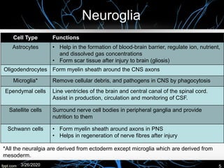 Neuroglia
Cell Type Functions
Astrocytes • Help in the formation of blood-brain barrier, regulate ion, nutrient,
and dissolved gas concentrations
• Form scar tissue after injury to brain (gliosis)
Oligodendrocytes Form myelin sheath around the CNS axons
Microglia* Remove cellular debris, and pathogens in CNS by phagocytosis
Ependymal cells Line ventricles of the brain and central canal of the spinal cord.
Assist in production, circulation and monitoring of CSF.
Satellite cells Surround nerve cell bodies in peripheral ganglia and provide
nutrition to them
Schwann cells • Form myelin sheath around axons in PNS
• Helps in regeneration of nerve fibres after injury
*All the neuralgia are derived from ectoderm except microglia which are derived from
mesoderm.
3/26/2020 5
 