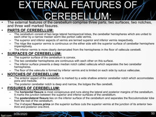 EXTERNAL FEATURES OF
CEREBELLUM:• The external features of the cerebellum comprise three parts, two surfaces, two notches,
and three well marked fissures.
• PARTS OF CEREBELLUM:
– The cerebellum consist of two large lateral hemisperical lobes, the cerebellar hemispheres which are united to
each other by a narrow median worm like portion calle vermis.
– The superior and inferior aspects of vermis are termed superior and inferior vermis respectively.
– The ridge like superior vermis is continuous on the either side with the superior surface of cerebellar hemisphere
imperreptively.
– The inferior vermis is more clearly demarcated from the hemispheres in the floor of vallecula cerebelli.
• SURFACES OF CEREBELLUM:
– The superior surface of the cerebellum is convex.
– The two cerebellar hemispheres are continuous with each other on this surface.
– The inferior surface presents a deep median notch called vallecula which separates the two cerebellar
hemispheres.
– The floor of the valeculla is formed by inferior vermis and is limited on each side by sulcus valleculae.
• NOTCHES OF CEREBELLUM:
– The anterior aspect of the cerebellum is marked by a wide shallow anterior cerebellar notch which accomodates
pons and medulla.
– The posterior cerebellar notch is deep and narrow, the lodges the flax cerebelli.
• FISSURES OF CEREBELLUM:
– The horizontal fissure is most conspicuous and runs along the lateral and posterior margins of the cerebellum.
It marks the junction between the superior and inferior surfaces of the cerebellum.
– The posterolateral fissure lies on the inferior surface of the cerebellum and separates the flocculomodular lobe
from the rest of the cerebellum.
– The V-shaped fissura prima on the superior surface cuts the superior vermis at the junction of its anterior two-
third and posterior one-third.
3/26/2020 50
 