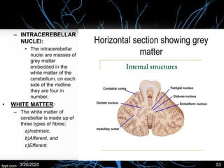 – INTRACEREBELLAR
NUCLEI:
• The intracerebellar
nuclei are masses of
grey matter
embedded in the
white matter of the
cerebellum. on each
side of the midline
they are four in
number.
• WHITE MATTER:
– The white matter of
cerebellar is made up of
three types of fibres:
a)Instrinsic,
b)Afferent, and
c)Efferent.
3/26/2020 53
 