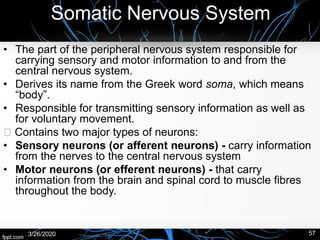 Somatic Nervous System
• The part of the peripheral nervous system responsible for
carrying sensory and motor information to and from the
central nervous system.
• Derives its name from the Greek word soma, which means
“body”.
• Responsible for transmitting sensory information as well as
for voluntary movement.
Contains two major types of neurons:
• Sensory neurons (or afferent neurons) - carry information
from the nerves to the central nervous system
• Motor neurons (or efferent neurons) - that carry
information from the brain and spinal cord to muscle fibres
throughout the body.
3/26/2020 57
 