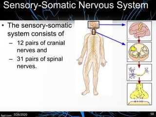Sensory-Somatic Nervous System
• The sensory-somatic
system consists of
– 12 pairs of cranial
nerves and
– 31 pairs of spinal
nerves.
3/26/2020 58
 