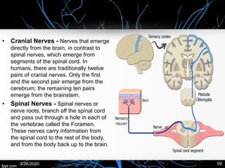 • Cranial Nerves - Nerves that emerge
directly from the brain, in contrast to
spinal nerves, which emerge from
segments of the spinal cord. In
humans, there are traditionally twelve
pairs of cranial nerves. Only the first
and the second pair emerge from the
cerebrum; the remaining ten pairs
emerge from the brainstem.
• Spinal Nerves - Spinal nerves or
nerve roots, branch off the spinal cord
and pass out through a hole in each of
the vertebrae called the Foramen.
These nerves carry information from
the spinal cord to the rest of the body,
and from the body back up to the brain.
3/26/2020 59
 
