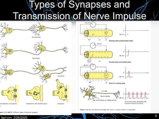 Types of Synapses and
Transmission of Nerve Impulse
3/26/2020
6
 