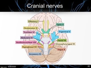 3/26/2020 60
Cranial nerves
 