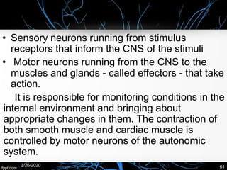 • Sensory neurons running from stimulus
receptors that inform the CNS of the stimuli
• Motor neurons running from the CNS to the
muscles and glands - called effectors - that take
action.
It is responsible for monitoring conditions in the
internal environment and bringing about
appropriate changes in them. The contraction of
both smooth muscle and cardiac muscle is
controlled by motor neurons of the autonomic
system.
3/26/2020 61
 