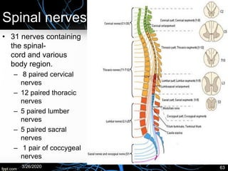 Spinal nerves
• 31 nerves containing
the spinal-
cord and various
body region.
– 8 paired cervical
nerves
– 12 paired thoracic
nerves
– 5 paired lumber
nerves
– 5 paired sacral
nerves
– 1 pair of coccygeal
nerves
3/26/2020 63
 