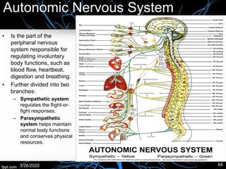 Autonomic Nervous System
• Is the part of the
peripheral nervous
system responsible for
regulating involuntary
body functions, such as
blood flow, heartbeat,
digestion and breathing.
• Further divided into two
branches:
– Sympathetic system
regulates the flight-or-
fight responses.
– Parasympathetic
system helps maintain
normal body functions
and conserves physical
resources.
3/26/2020 64
 