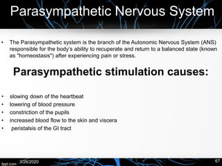 Parasympathetic Nervous System
• The Parasympathetic system is the branch of the Autonomic Nervous System (ANS)
responsible for the body’s ability to recuperate and return to a balanced state (known
as "homeostasis") after experiencing pain or stress.
3/26/2020 67
Parasympathetic stimulation causes:
• slowing down of the heartbeat
• lowering of blood pressure
• constriction of the pupils
• increased blood flow to the skin and viscera
• peristalsis of the GI tract
 
