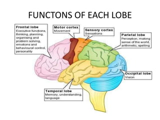 FUNCTONS OF EACH LOBE
 