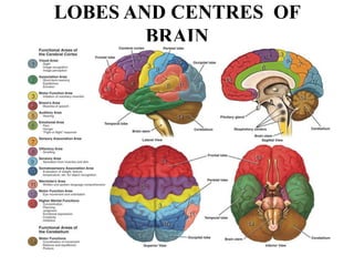 LOBES AND CENTRES OF
BRAIN
 