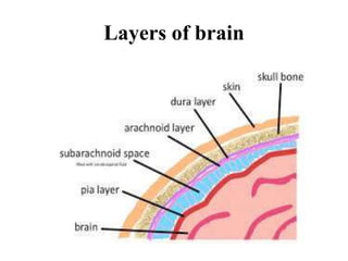 Layers of brain
 
