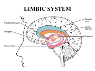 LIMBIC SYSTEM
 