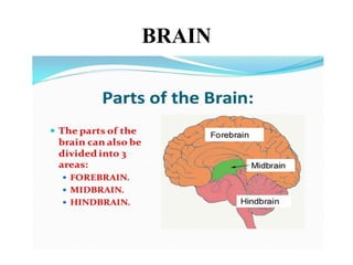 BRAIN
 