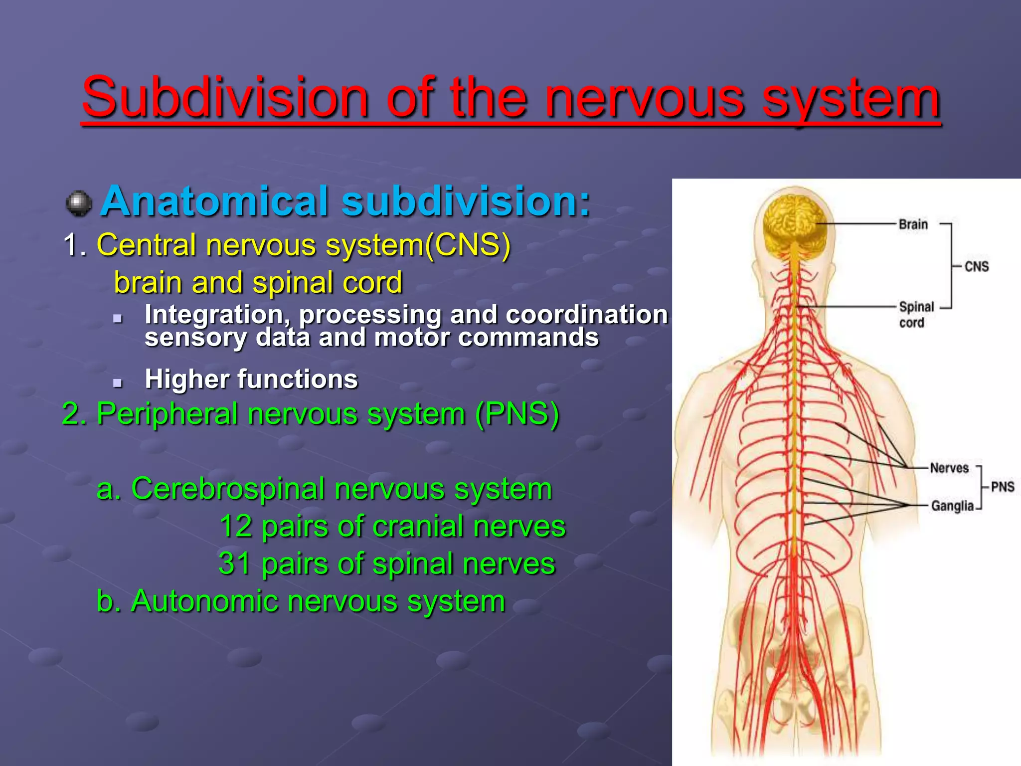 Nervous system anatomy and physiology | PPT