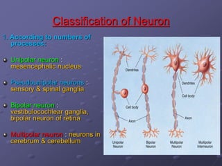 Classification of Neuron
1. According to numbers of
processes:
Unipolar neuron :
mesencephalic nucleus
Pseudounipolar neurons :
sensory & spinal ganglia
Bipolar neuron :
vestibulocochlear ganglia,
bipolar neuron of retina
Multipolar neuron : neurons in
cerebrum & cerebellum
 