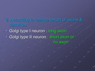 2. According to relative length of axons &
dendrites
• Golgi type I neuron : long axon
• Golgi type II neuron : short axon or
no axon
 