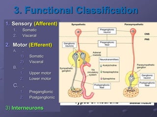 3. Functional Classification
1. Sensory (Afferent)
1. Somatic
2. Visceral
2. Motor (Efferent)
A. .
1) Somatic
2) Visceral
B. .
1. Upper motor
2. Lower motor
C. .
1. Preganglionic
2. Postganglionic
3) Interneurons
 