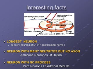 Interesting facts
LONGEST NEURON :
 sensory neurons of S1 (1st sacral spinal nerve )
NEURON WITH MANY NEUTRITES BUT NO AXON
Amacrine Neurones Of Retina
NEURON WITH NO PROCESS
Para Neurons Of Adrenal Medulla
 