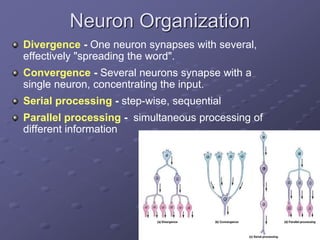Neuron Organization
Divergence - One neuron synapses with several,
effectively "spreading the word".
Convergence - Several neurons synapse with a
single neuron, concentrating the input.
Serial processing - step-wise, sequential
Parallel processing - simultaneous processing of
different information
 