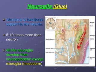 Neuroglia (Glue)
Structural & functional
support to the neuron.
5-10 times more than
neuron
All the neuroglia
develop from
neuroectoderm except
microglia (mesoderm)
 