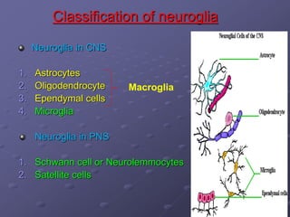 Classification of neuroglia
Neuroglia in CNS
1. Astrocytes
2. Oligodendrocyte
3. Ependymal cells
4. Microglia
Neuroglia in PNS
1. Schwann cell or Neurolemmocytes
2. Satellite cells
Macroglia
 