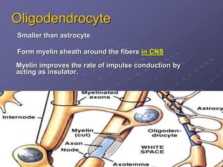Oligodendrocyte
Smaller than astrocyte
Form myelin sheath around the fibers in CNS
Myelin improves the rate of impulse conduction by
acting as insulator.
 