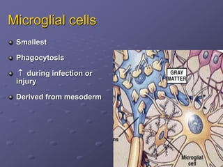 Microglial cells
Smallest
Phagocytosis
 during infection or
injury
Derived from mesoderm
 