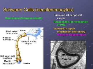 Schwann Cells:(neurilemmocytes)
myelinated
Surround all peripheral
axons!
Responsible for myelination
of PNS
Involved in repair
mechanism after injury
Wallerian Degeneration
Neurilemma (Schwann sheath)
 