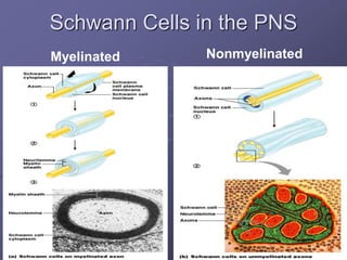 Schwann Cells in the PNS
Myelinated Nonmyelinated
 