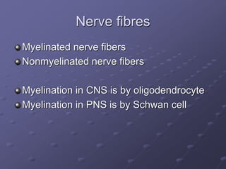 Nerve fibres
Myelinated nerve fibers
Nonmyelinated nerve fibers
Myelination in CNS is by oligodendrocyte
Myelination in PNS is by Schwan cell
 