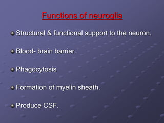 Functions of neuroglia
Structural & functional support to the neuron.
Blood- brain barrier.
Phagocytosis
Formation of myelin sheath.
Produce CSF.
 