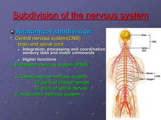 Subdivision of the nervous system
Anatomical subdivision:
1. Central nervous system(CNS)
brain and spinal cord
 Integration, processing and coordination of
sensory data and motor commands
 Higher functions
2. Peripheral nervous system (PNS)
a. Cerebrospinal nervous system
12 pairs of cranial nerves
31 pairs of spinal nerves
b. Autonomic nervous system
 
