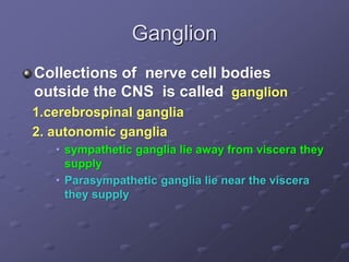 Ganglion
Collections of nerve cell bodies
outside the CNS is called ganglion
1.cerebrospinal ganglia
2. autonomic ganglia
• sympathetic ganglia lie away from viscera they
supply
• Parasympathetic ganglia lie near the viscera
they supply
 