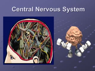 Central Nervous System
 