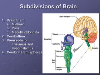 Subdivisions of Brain
1. Brain Stem
a. Midbrain
b. Pons
c. Medulla oblongata
2. Cerebellum
3. Diencephalon
Thalamus and
Hypothalamus
4. Cerebral Hemispheres
 