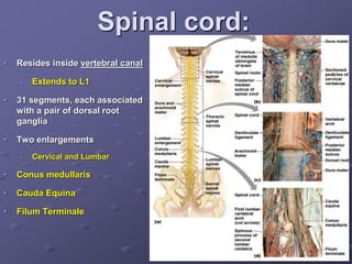 • Resides inside vertebral canal
• Extends to L1
• 31 segments, each associated
with a pair of dorsal root
ganglia
• Two enlargements
• Cervical and Lumbar
• Conus medullaris
• Cauda Equina
• Filum Terminale
Spinal cord:
 