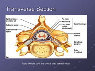 Transverse Section
Dura covers both the dorsal and ventral roots.
 