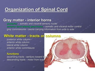 Organization of Spinal Cord
Gray matter - interior horns
posterior - somatic and visceral sensory nuclei
anterior (and lateral) gray horns – somatic and visceral motor control
gray commissures - axons carrying information from side to side
White matter - tracts or columns
posterior white column -
anterior white column
lateral white column
anterior white commissure
functions
ascending tracts - sensory toward brain
descending tracts - motor from brain
 