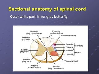 Sectional anatomy of spinal cord
Outer white part; inner gray butterfly
 