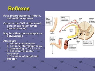 Reflexes
Fast, preprogrammed, inborn,
automatic responses
Occur in the CNS at the spinal
cord or brainstem levels
(cranial nerves)
May be either monosynaptic or
polysynaptic
All require
a. stimulus at receptor
b. sensory information relay
c. processing at CNS level
d. activation of motor
response
e. response of peripheral
effector
 